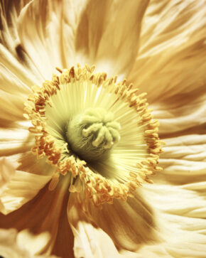 Yellow Pavot - Sébastien Coindre