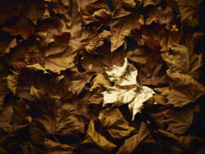  - Sébastien Coindre