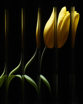 Tulipes Jaunes - Sébastien Coindre